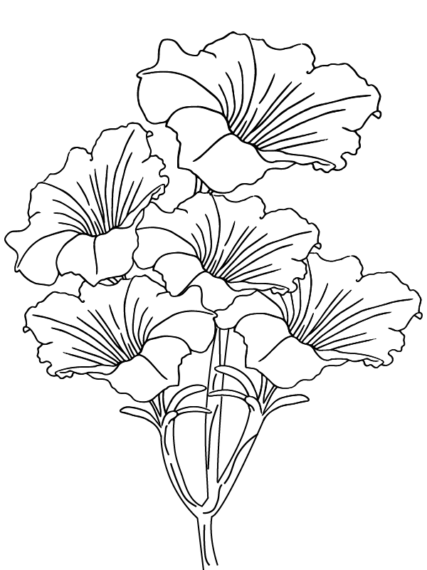Petunia Bloom Coloring Page