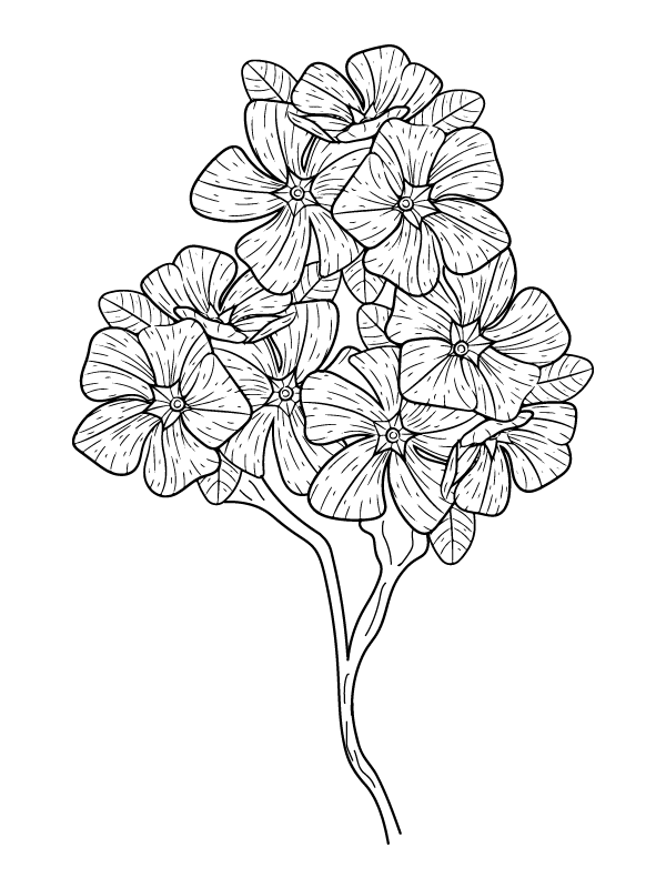 Petunia Botanical Coloring Page