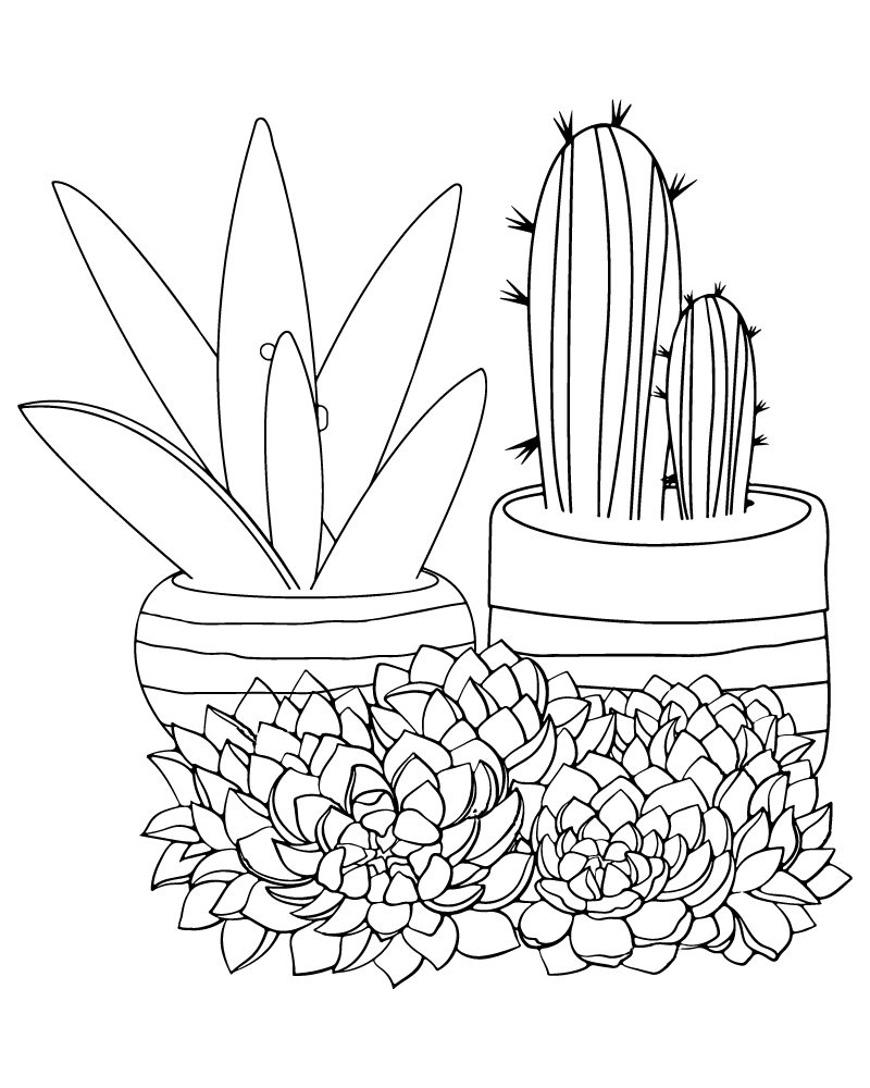 Suculenta em vaso