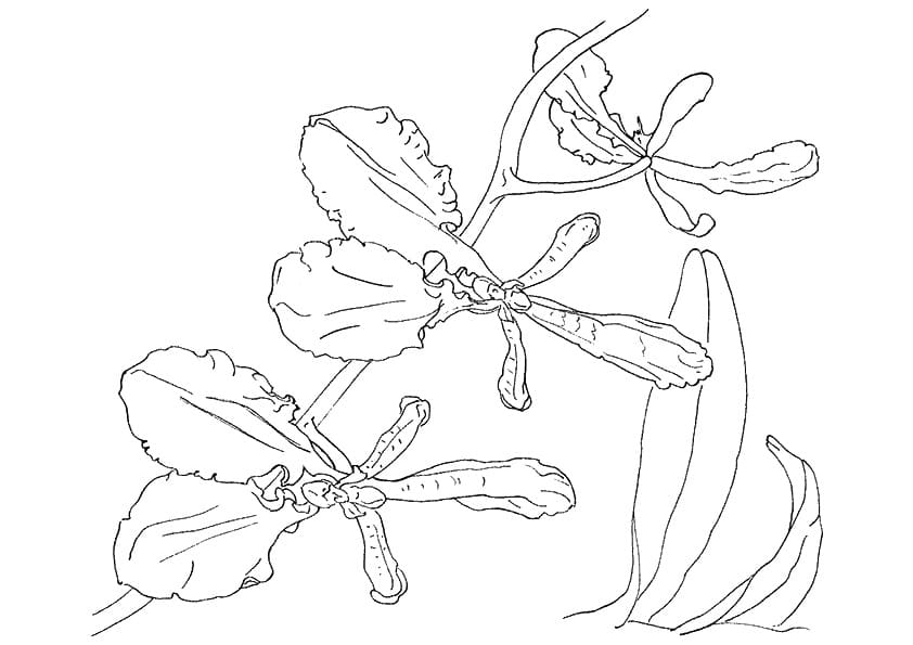 Printable Orchid