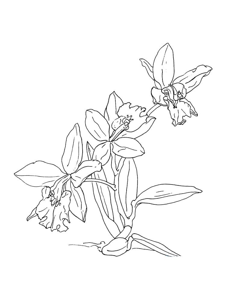 Printable Orchid Flower