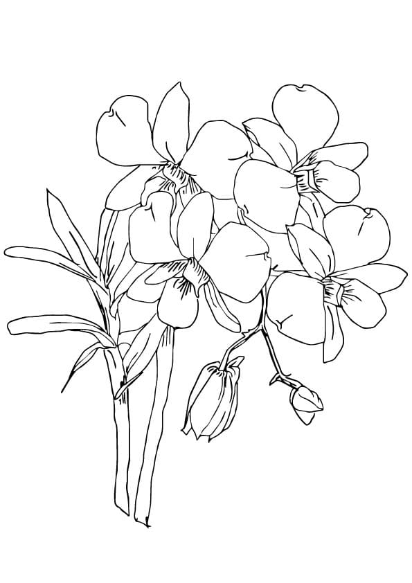 Printable Orchids