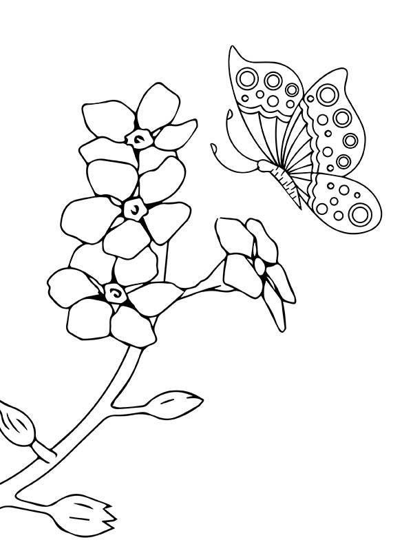 Puakenikeni Flower and Butterfly