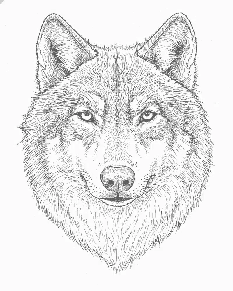 Realistic Wolf Coloring Pages for Adults
