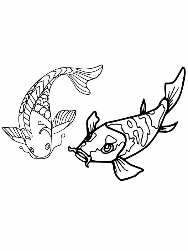Two Old Koi Fishes