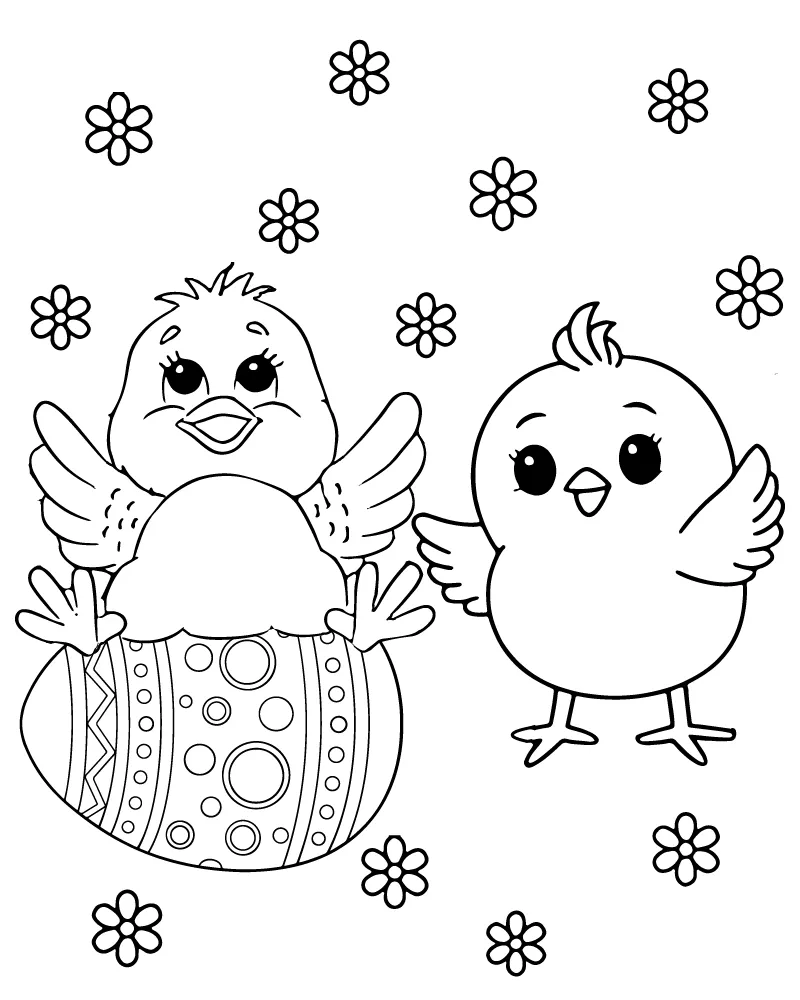 Baby Chick