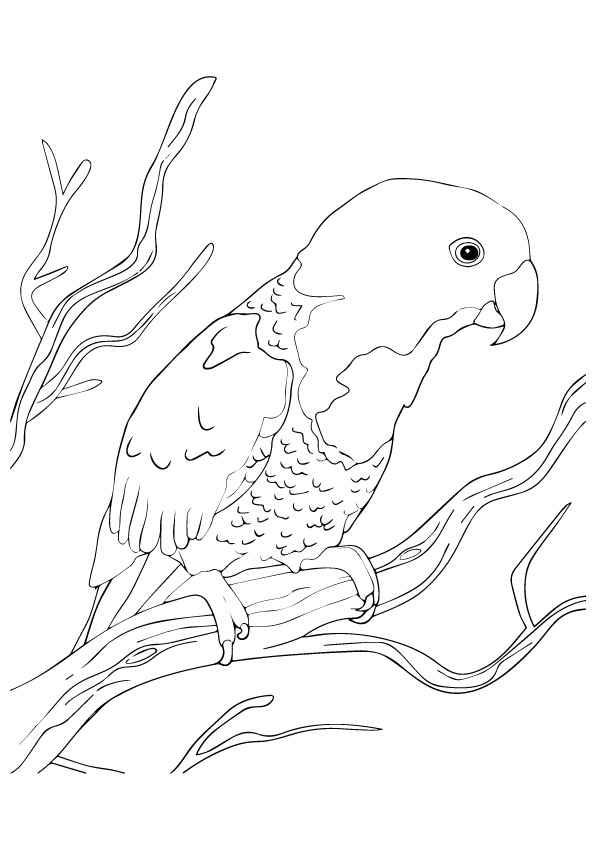Cute Parrot Coloring Page Free Printable Coloring Pages For Kids