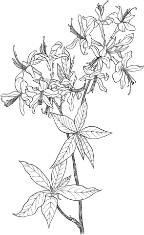 1527064850_azalea-rhododendron-wildflower-coloring-page