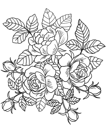 beautiful roses coloring page  free printable coloring