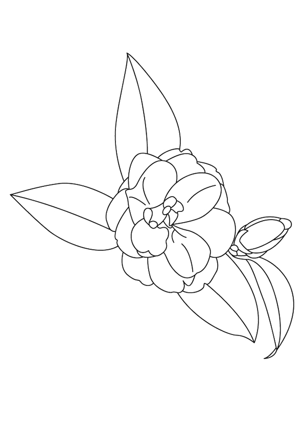 A Camellia Reticulata Coloring Page - Free Printable Coloring Pages for
