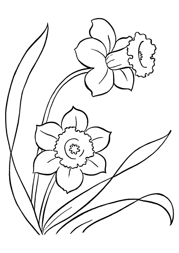 free printable coloring pages about daffodils