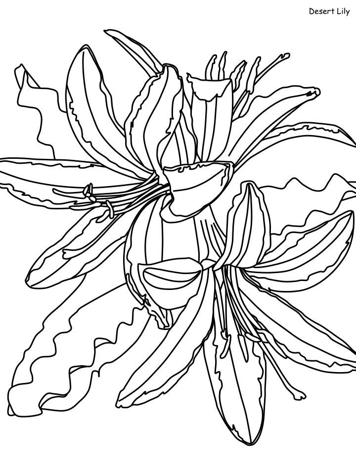Beautiful Desert Lily