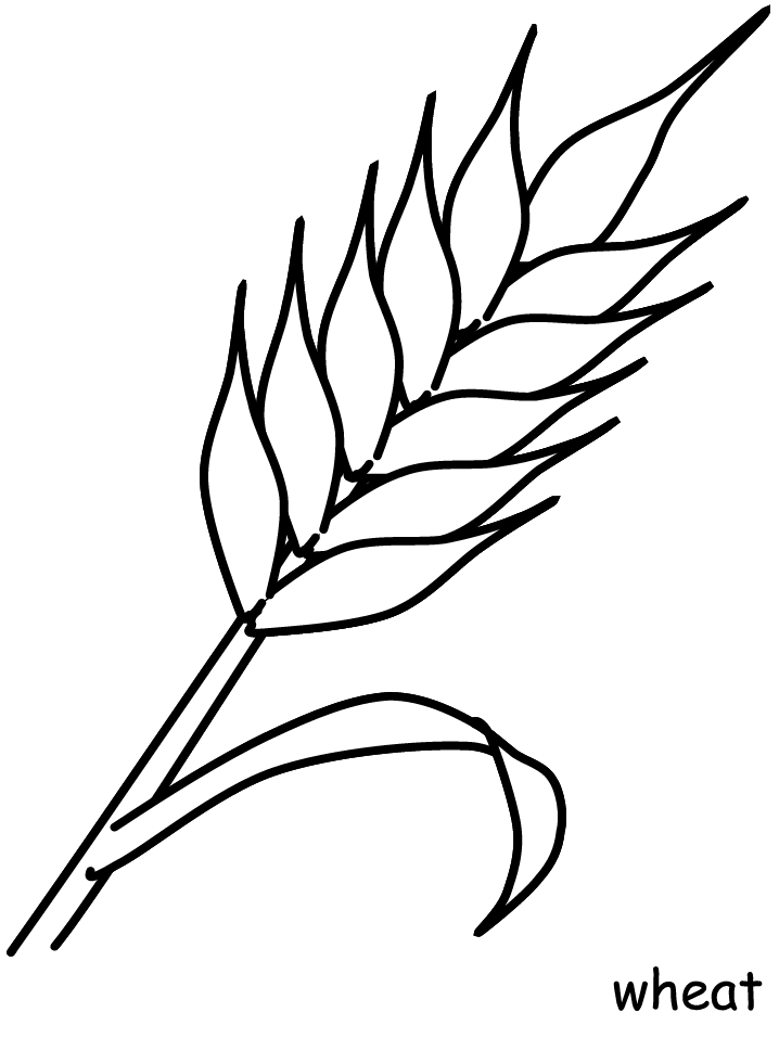 wheat-plant-coloring-page-free-printable-coloring-pages-for-kids