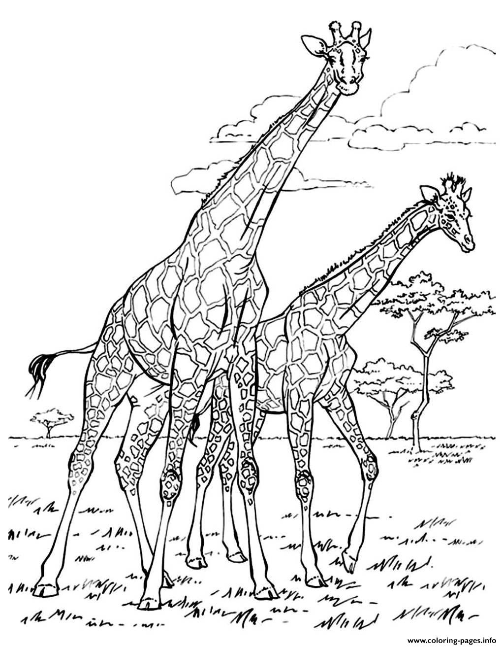 Africa Giraffes Coloring Page   Free Printable Coloring Pages for Kids