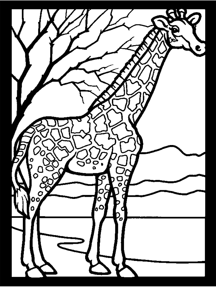 Giraffe And A Tree