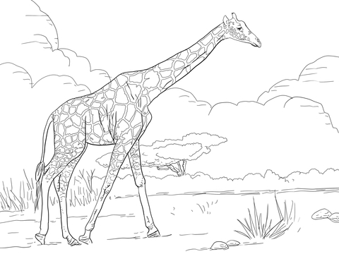 Giraffe Coloring Page: Bạn đam mê vẽ tranh màu, chuẩn bị cho mình những trải nghiệm vui và thú vị với Giraffe Coloring Page. Với những hình ảnh độc đáo, đáng yêu, bạn sẽ có những giây phút giải trí tuyệt vời.