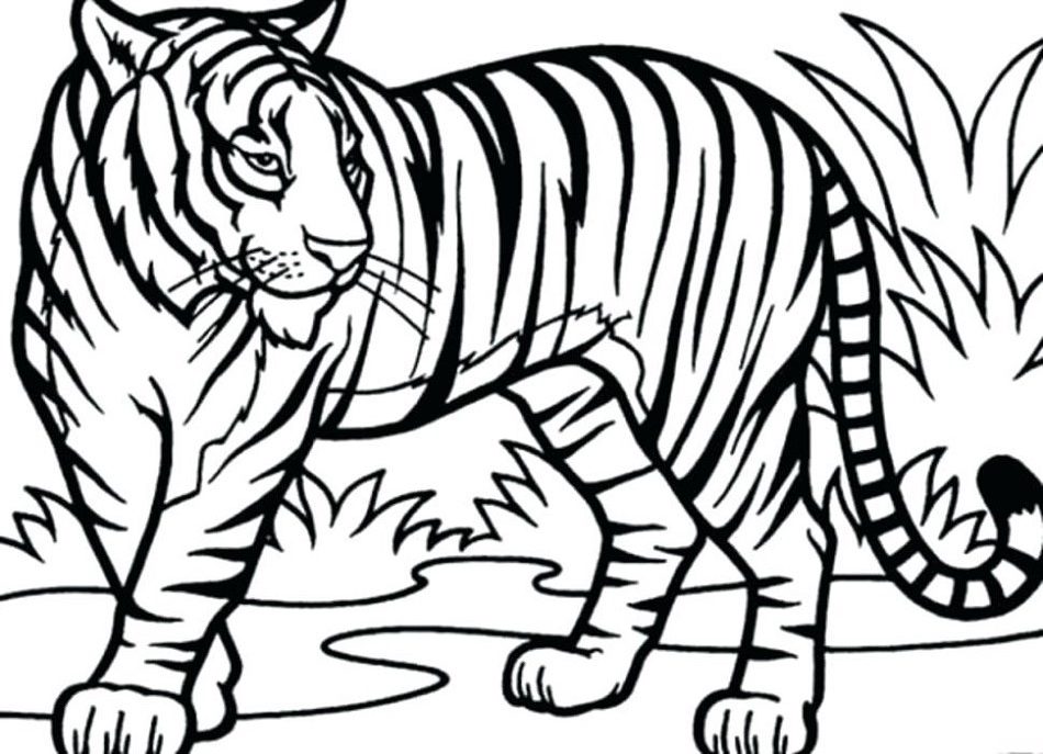 beautiful tiger coloring page free printable coloring pages for kids