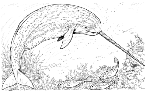 Narwhal And Fish