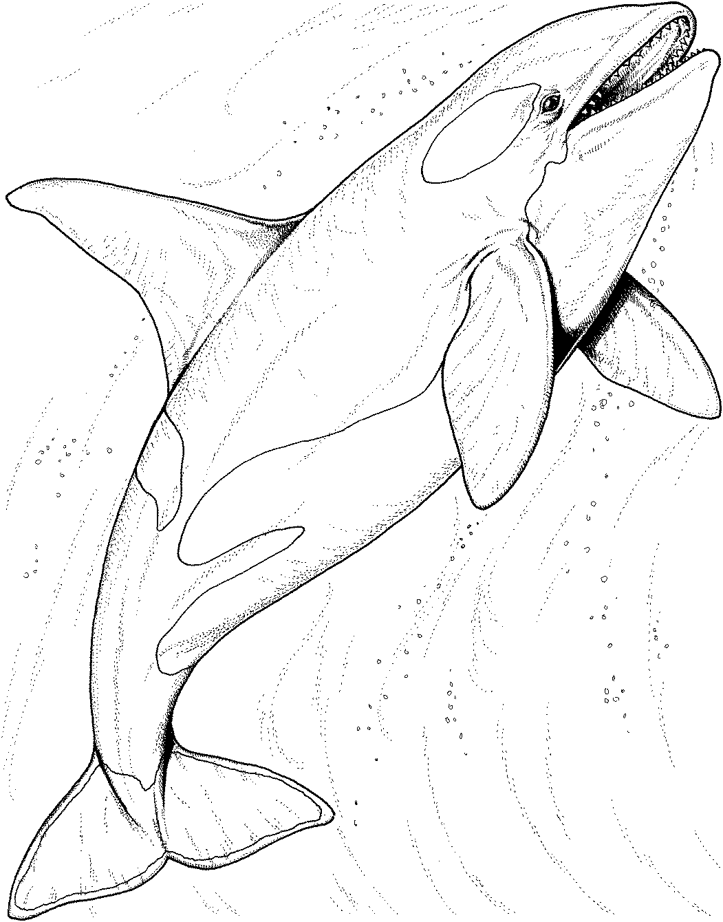 Killer Whale Orca Coloring Page Killer Whale Orca Coloring Page