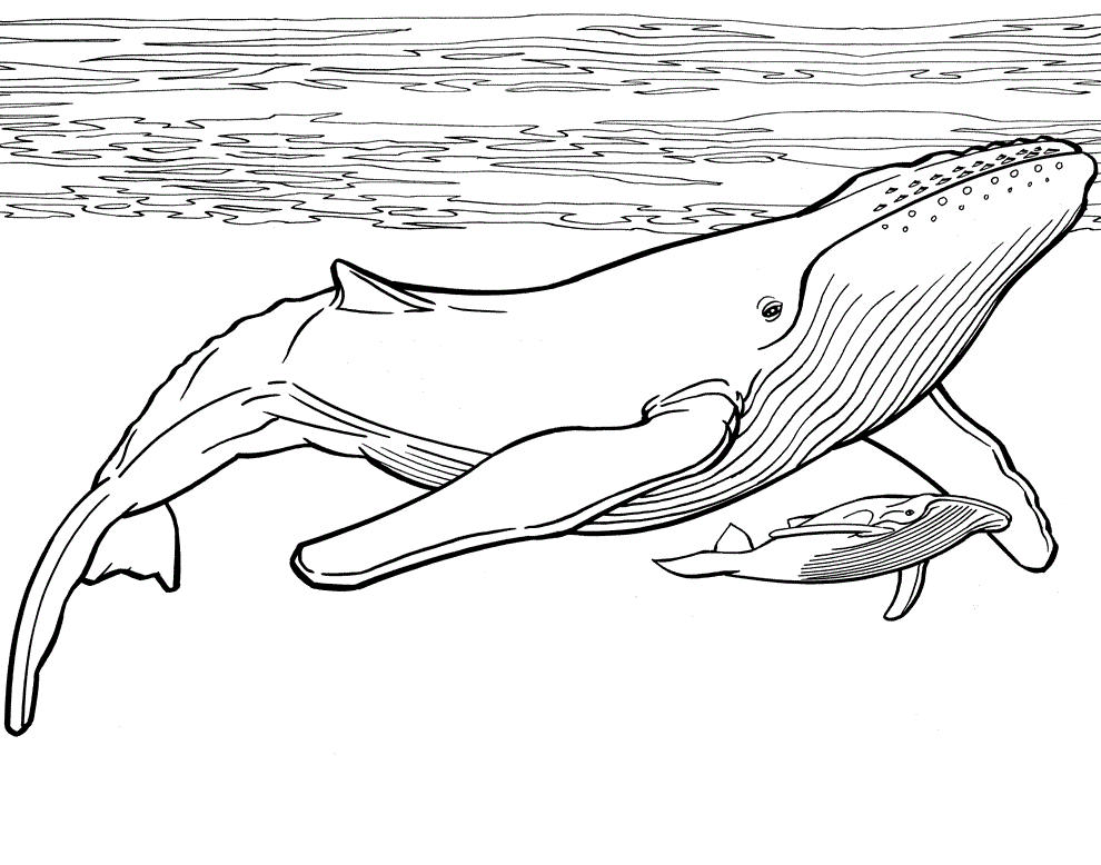 Two Blue Whales Coloring Page - Free Printable Coloring Pages for Kids