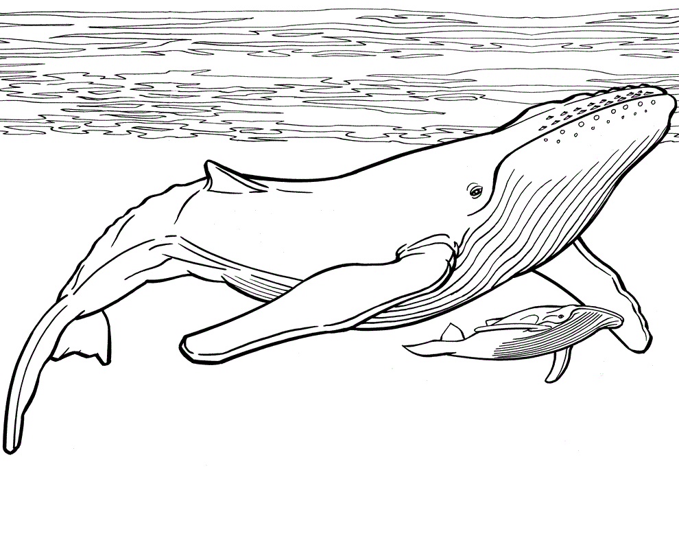 Two Blue Whales Coloring Page Free Printable Coloring Pages For Kids