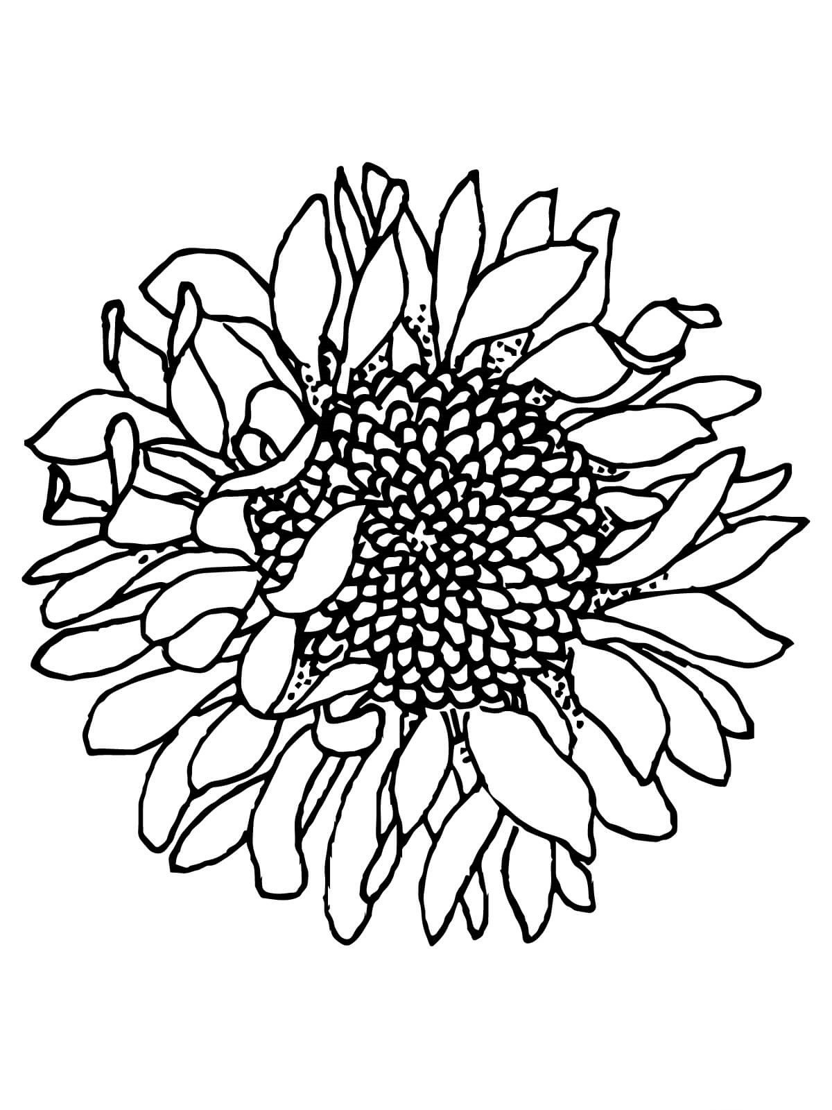 Sunflowers Withered Coloring Page Free Printable Coloring Pages For Kids