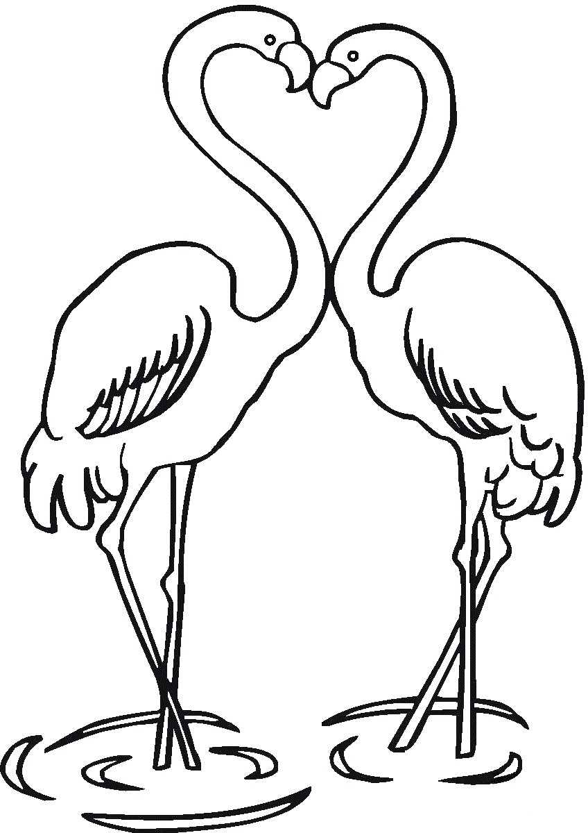 Love Couple Of Flamingos