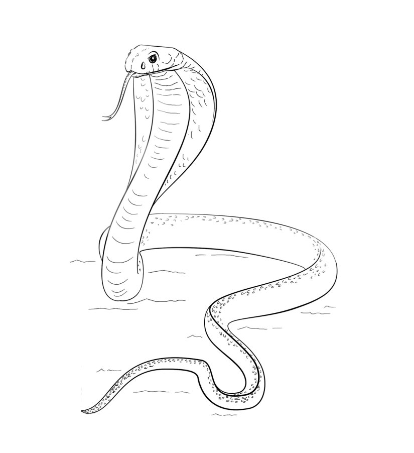 A Cobra Coloring Page - Free Printable Coloring Pages for Kids