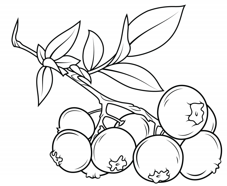 Download Food & Fruits Coloring Pages - Free Printable Coloring Pages at ColoringOnly.Com