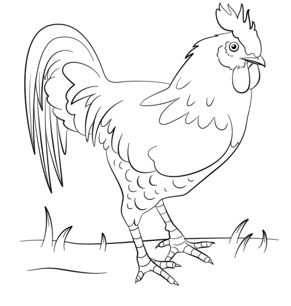 Rooster On Grass Coloring Page - Free Printable Coloring Pages for Kids