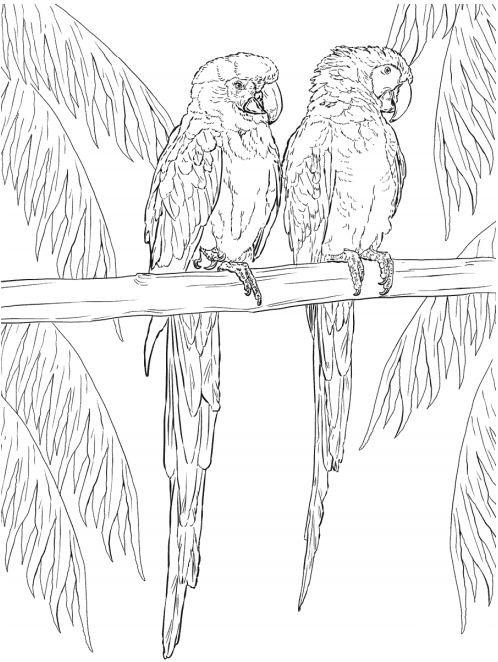 37+ Macaw Coloring Page Gif