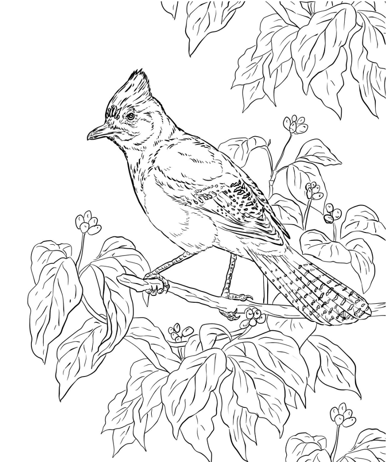 Download Jay Bird Coloring Pages Free Printable Coloring Pages For Kids