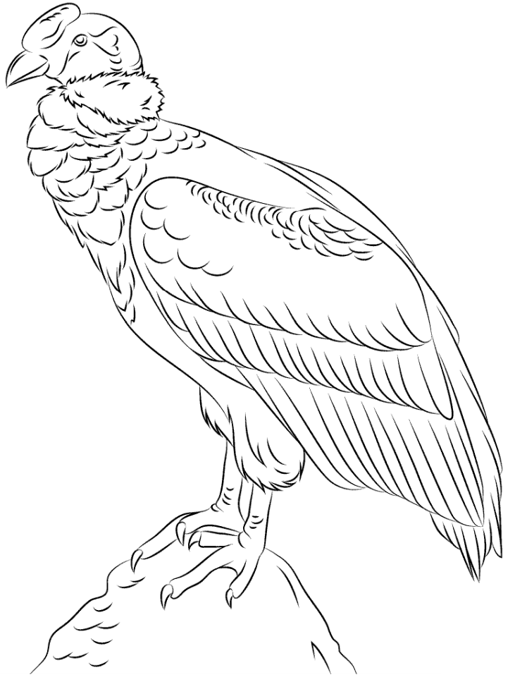 Condor On A Rock Coloring Page - Free Printable Coloring Pages for Kids