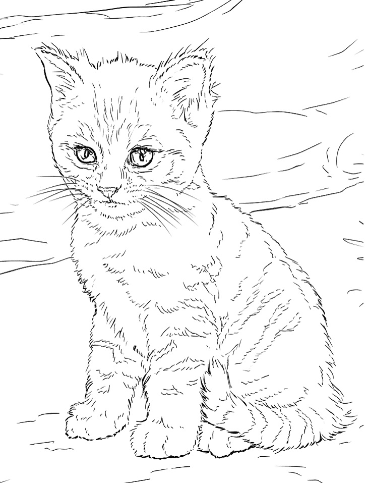Kitten Coloring Pages - Free Printable Coloring Pages for Kids