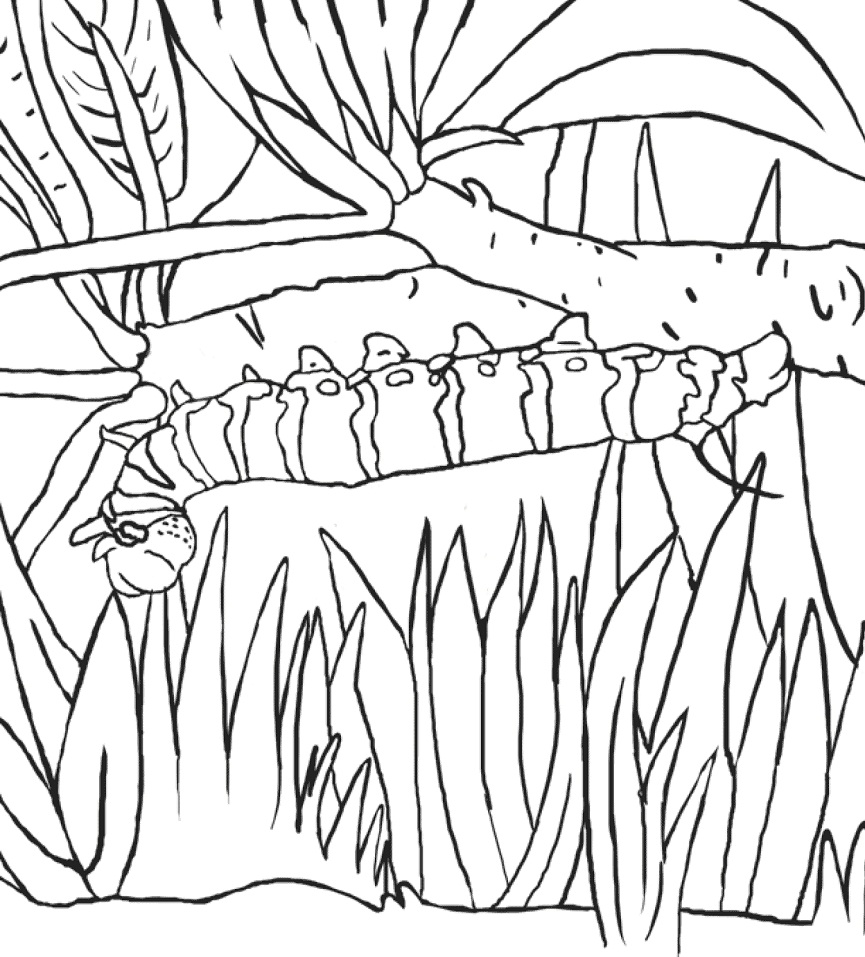 Swallowtail Caterpillar Coloring Page - Free Printable Coloring Pages