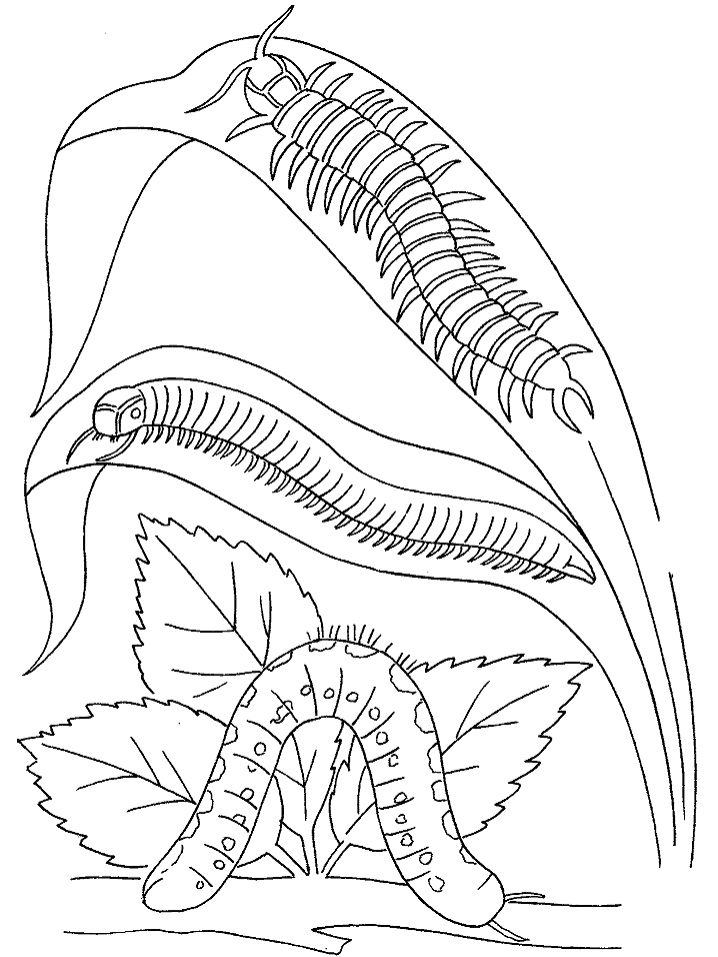 millipede coloring pages