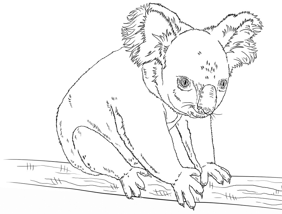 online koala coloring pages