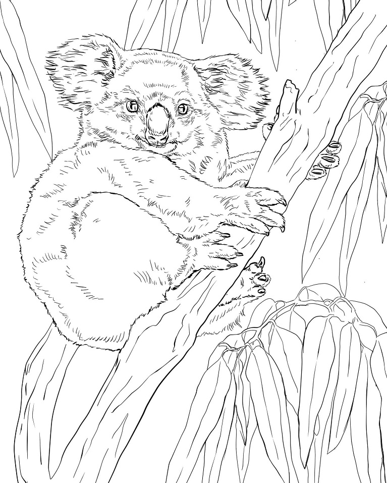 koala on eucalyptus tree coloring page free printable coloring pages for kids