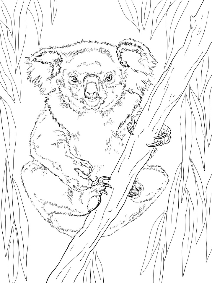 koala coloring pages for adults free