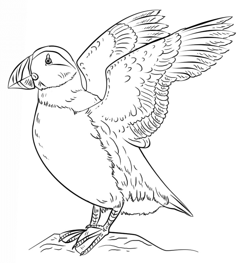 Atlantic Puffin