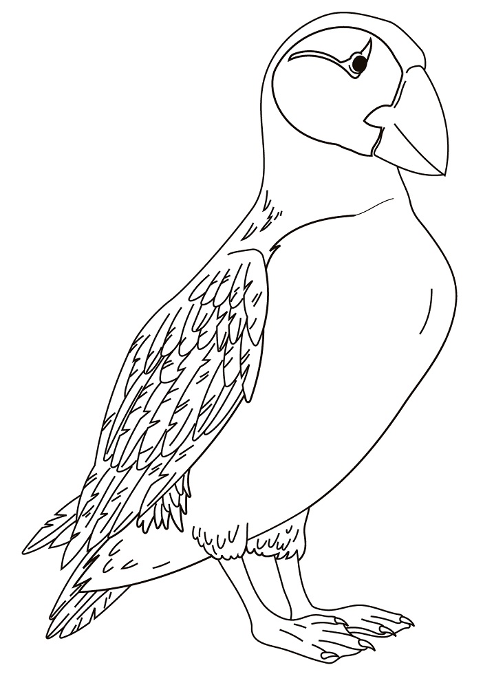 Horned Puffin Coloring Page - Free Printable Coloring Pages for Kids