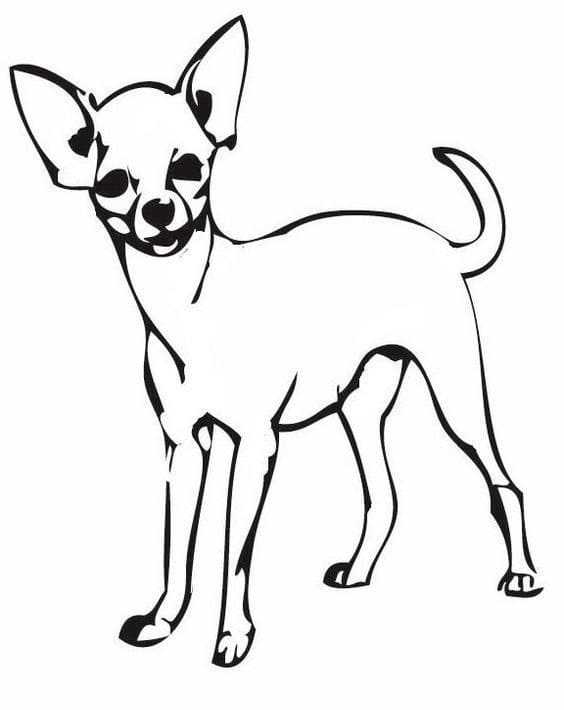 A Chihuahua Dog