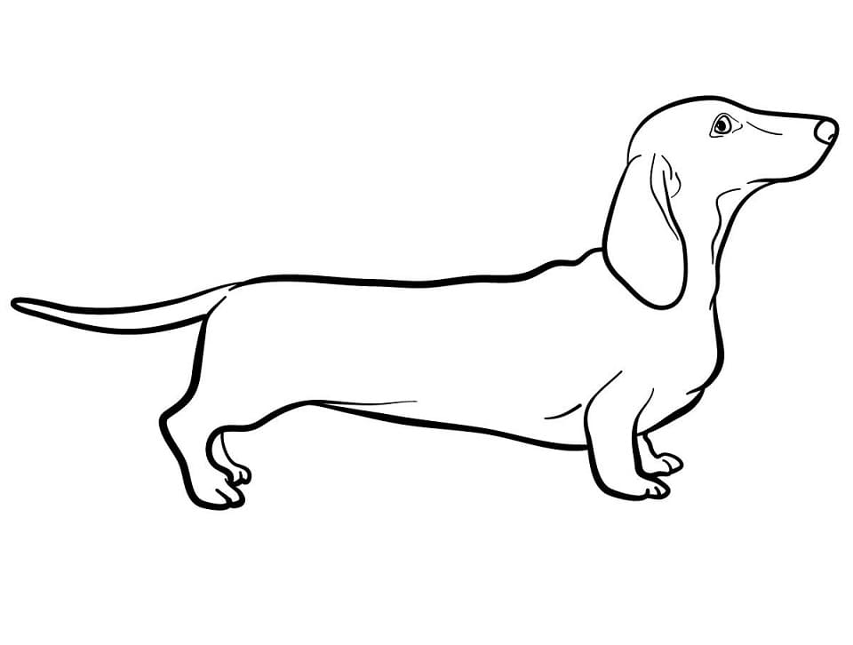 A Dachshund Dog Coloring Page Free Printable Coloring Pages For Kids
