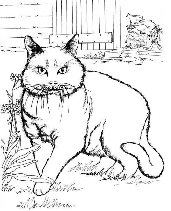 A Fat Cat Coloring Page Free Printable Coloring Pages For Kids