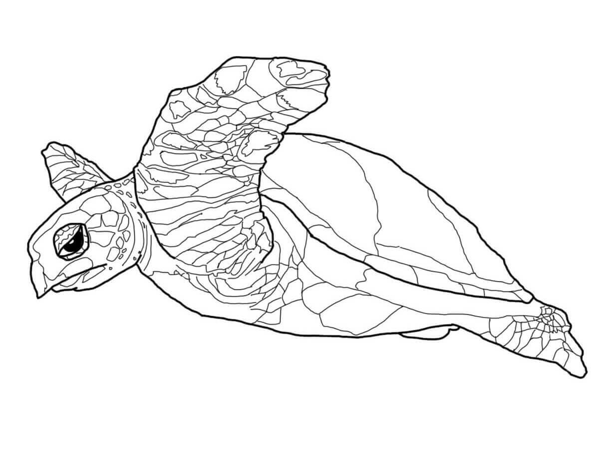a hawksbill sea turtle coloring page free printable coloring pages for kids