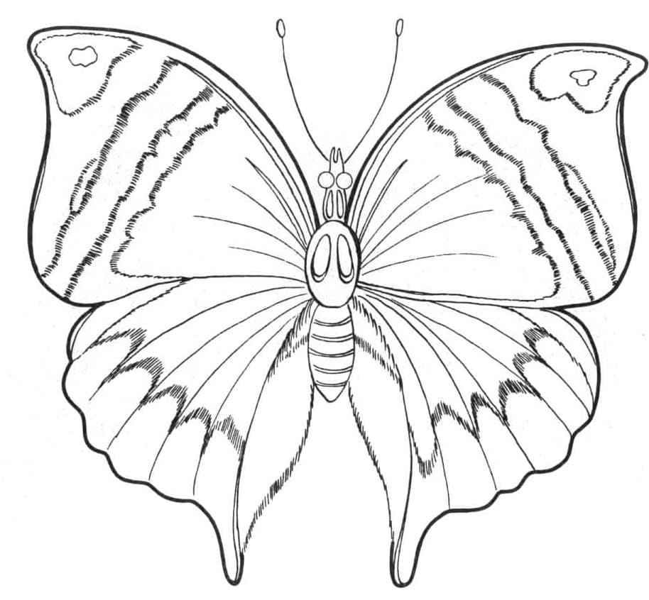 A Normal Butterfly