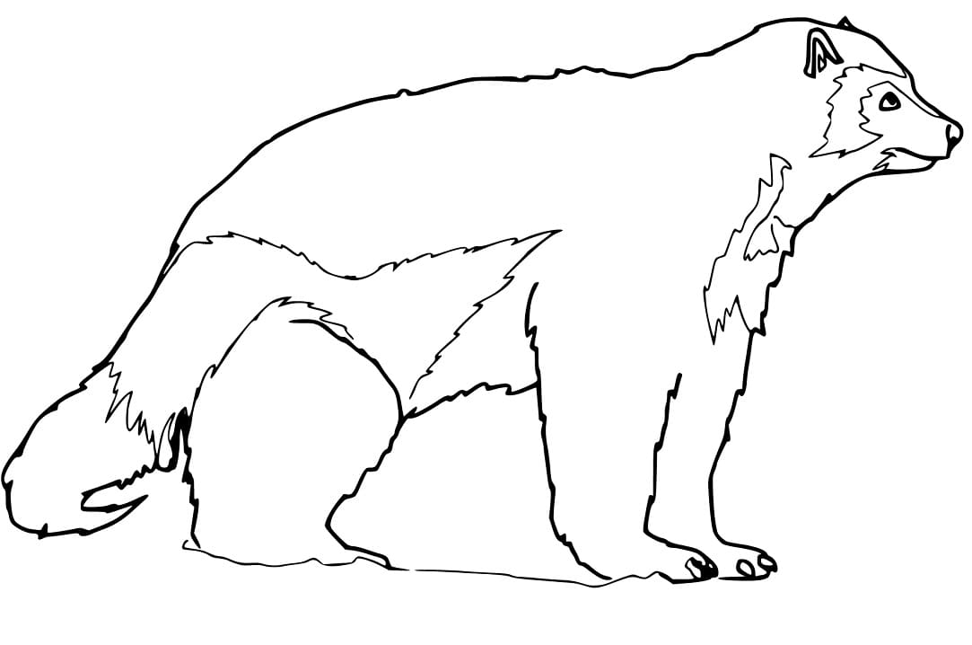 Arctic Wolverine Coloring Page - Free Printable Coloring Pages for Kids