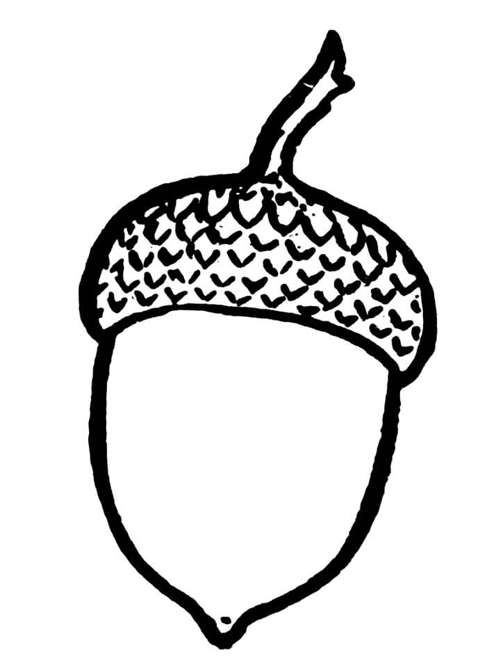 Acorn 2 Coloring Page Free Printable Coloring Pages for Kids