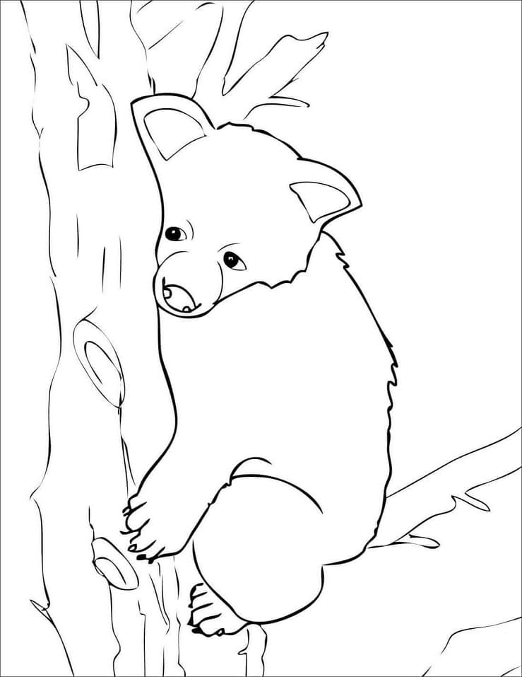 Adorable Brown Bear