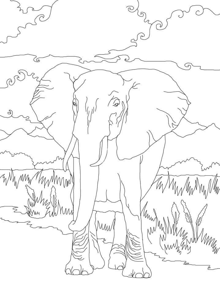 African Bush Elephant 1